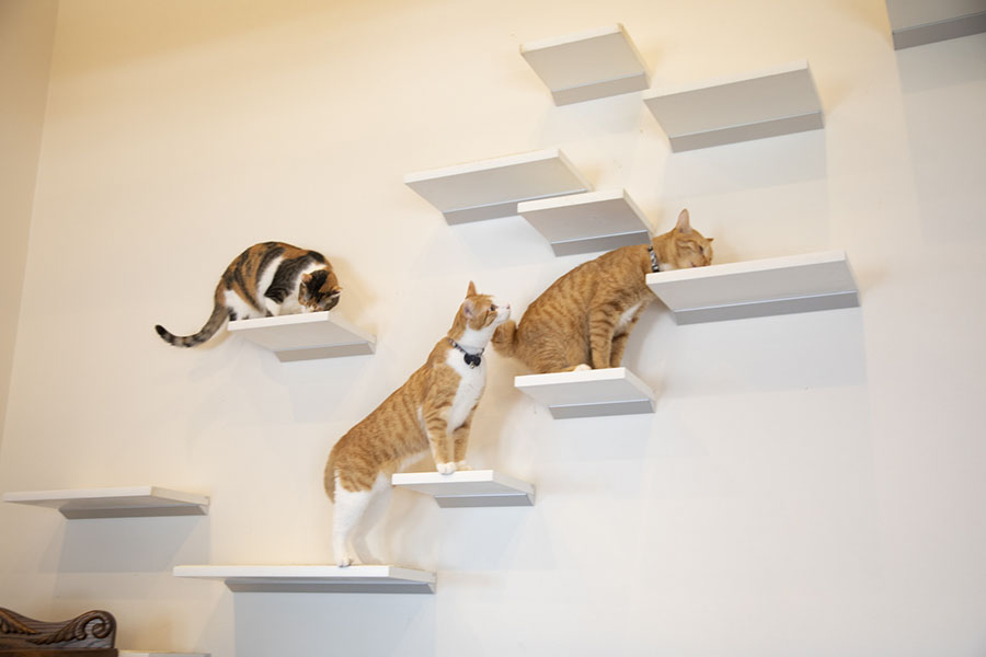 ロビンスジャパン 猫と暮らす家づくり