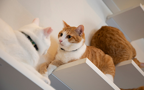 ロビンスジャパン 猫と暮らす家づくり 内装