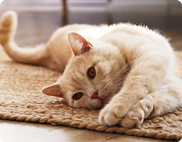 絨毯の上でくつろぐ猫ちゃん
