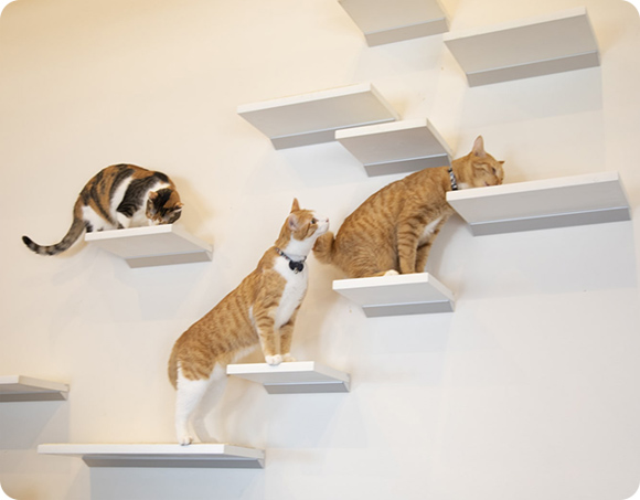 壁つけの棚の上で遊ぶ3匹の猫ちゃん