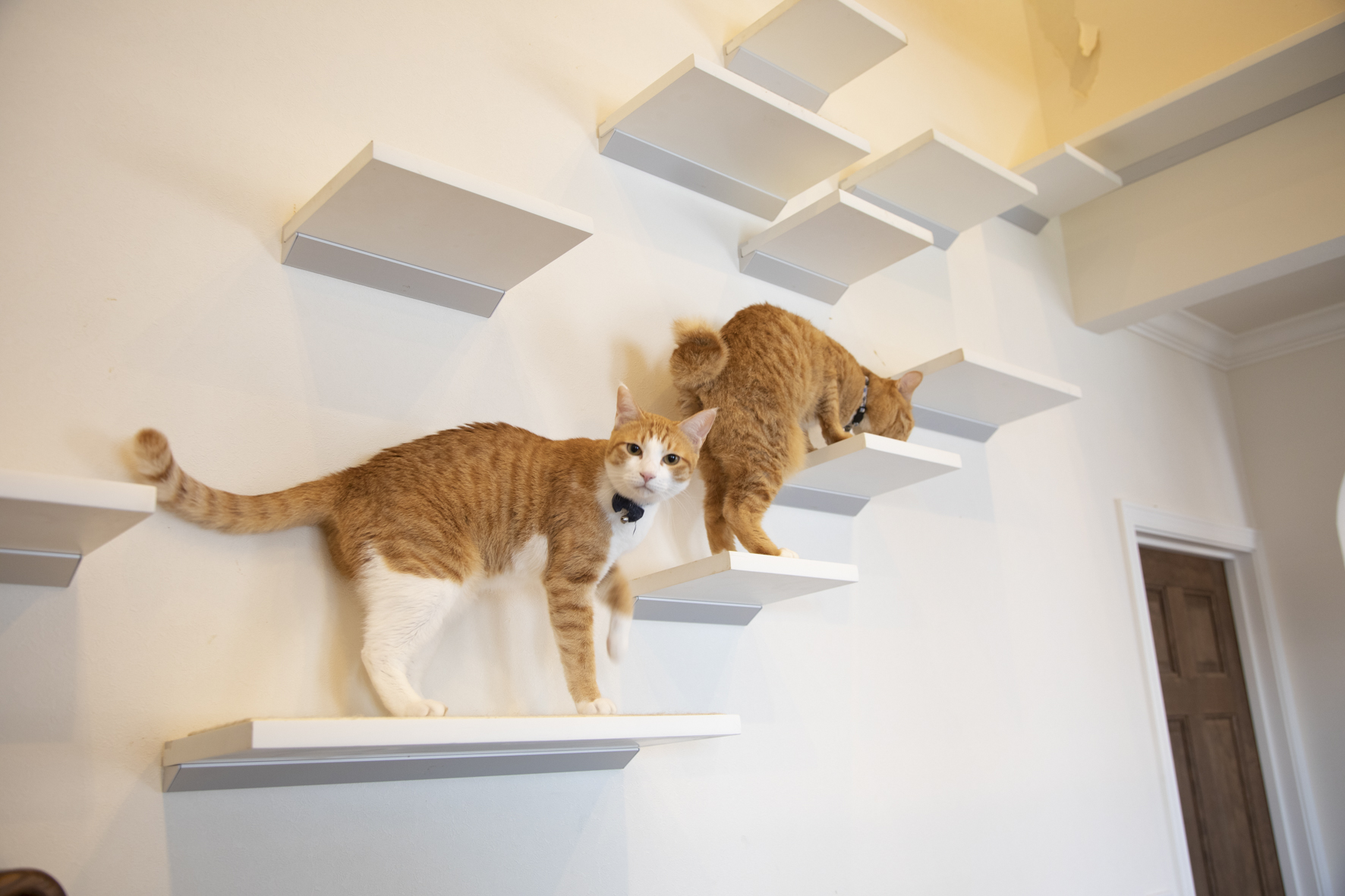 猫と幸せに暮らす家をつくるアイデア